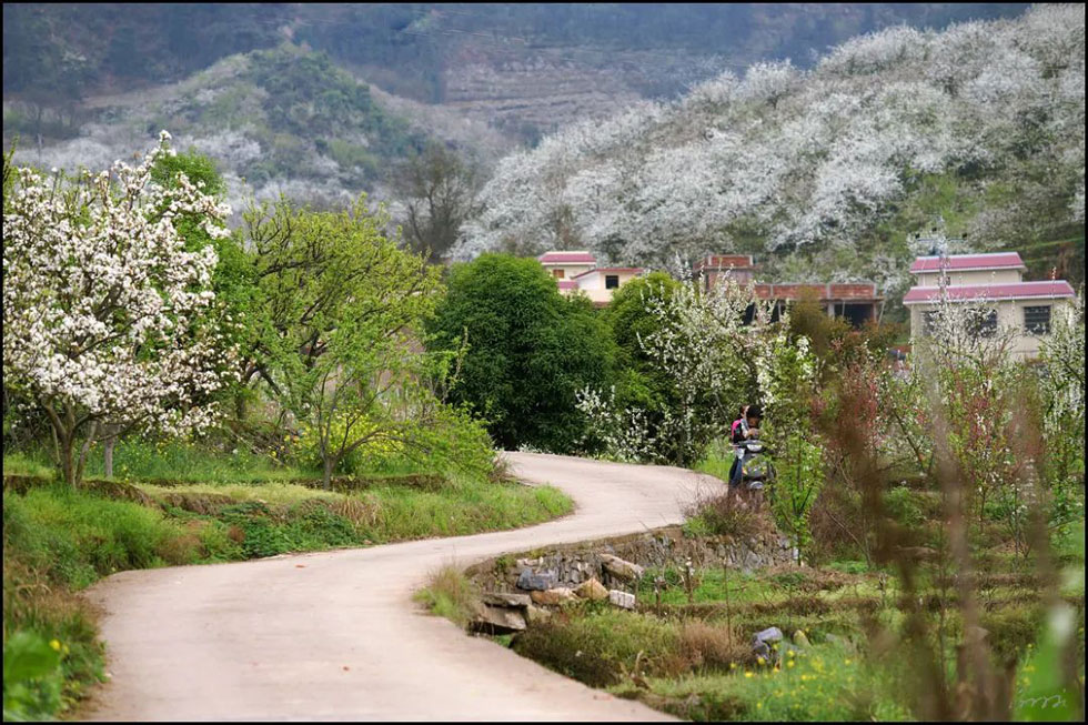 【春天，广西桂林灌阳县向您发出邀请！】我们在灌阳看梨花 - 游山玩水 - 上饶生活社区 - 上饶28生活网 sr.28life.com