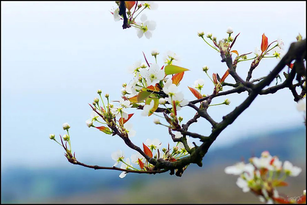 【春天，广西桂林灌阳县向您发出邀请！】我们在灌阳看梨花 - 游山玩水 - 上饶生活社区 - 上饶28生活网 sr.28life.com