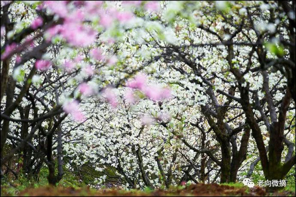 【春天，广西桂林灌阳县向您发出邀请！】我们在灌阳看梨花 - 游山玩水 - 上饶生活社区 - 上饶28生活网 sr.28life.com