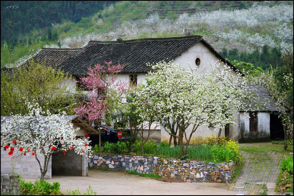 【春天，广西桂林灌阳县向您发出邀请！】我们在灌阳看梨花 - 游山玩水 - 上饶生活社区 - 上饶28生活网 sr.28life.com