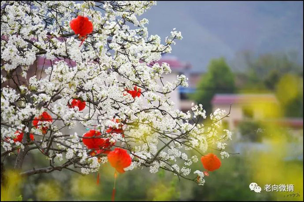 【春天，广西桂林灌阳县向您发出邀请！】我们在灌阳看梨花 - 游山玩水 - 上饶生活社区 - 上饶28生活网 sr.28life.com