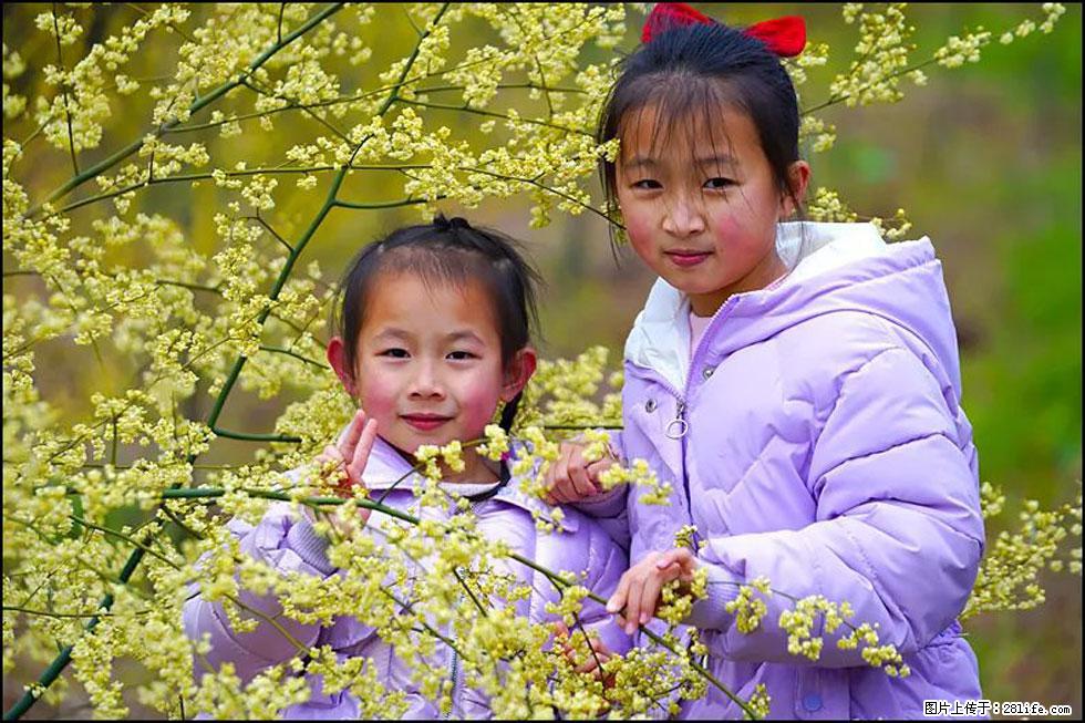 【春天，广西桂林灌阳县向您发出邀请！】米珠山前有片山苍子花在飘香 - 游山玩水 - 上饶生活社区 - 上饶28生活网 sr.28life.com