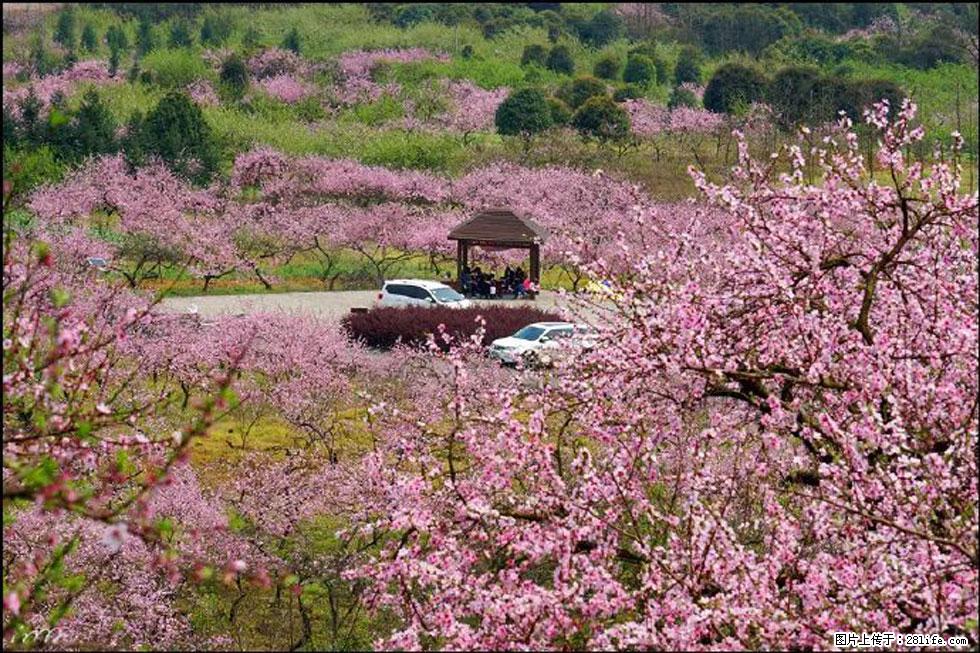【春天，广西桂林灌阳县向您发出邀请！】官庄村有个醉美的桃花园 - 游山玩水 - 上饶生活社区 - 上饶28生活网 sr.28life.com
