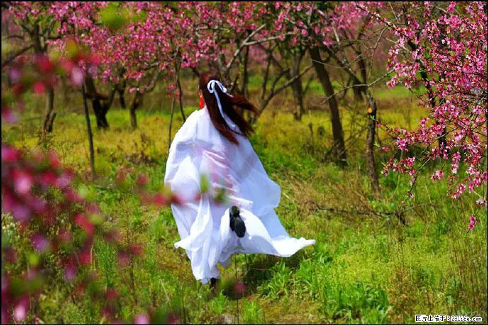 【春天，广西桂林灌阳县向您发出邀请！】官庄村有个醉美的桃花园 - 游山玩水 - 上饶生活社区 - 上饶28生活网 sr.28life.com