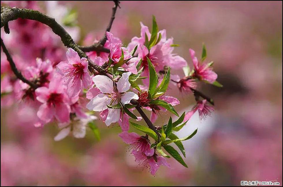 【春天，广西桂林灌阳县向您发出邀请！】官庄村有个醉美的桃花园 - 游山玩水 - 上饶生活社区 - 上饶28生活网 sr.28life.com