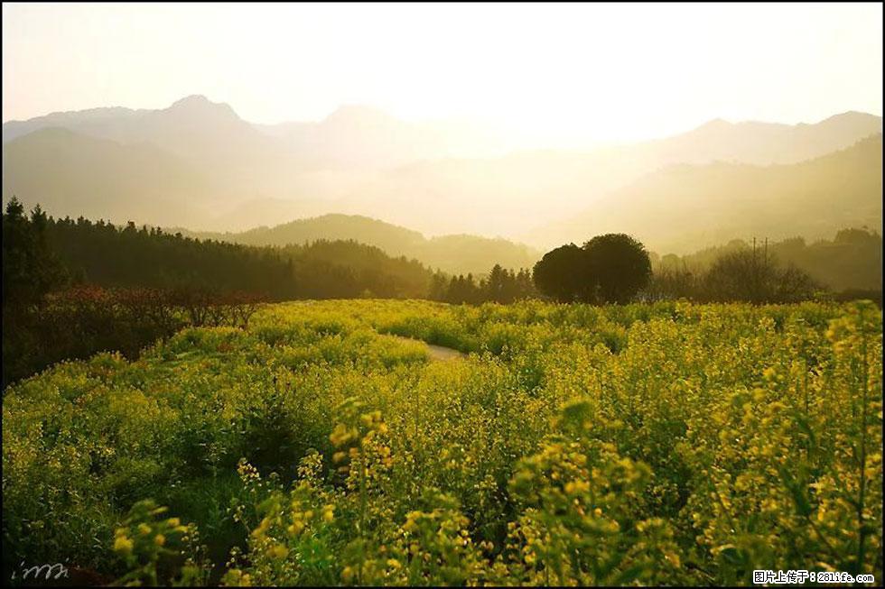 【春天,广西桂林灌阳县向您发出邀请!】长坪村油菜盛情花开 - 游山玩水 - 上饶生活社区 - 上饶28生活网 sr.28life.com