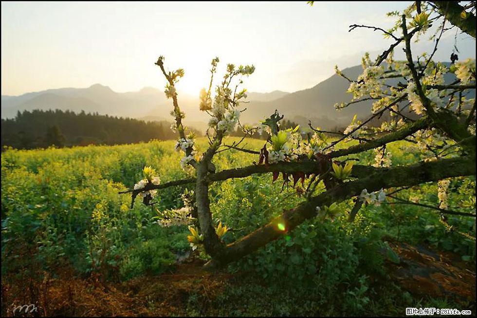 【春天,广西桂林灌阳县向您发出邀请!】长坪村油菜盛情花开 - 游山玩水 - 上饶生活社区 - 上饶28生活网 sr.28life.com