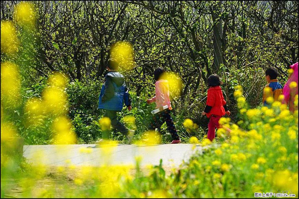 【春天,广西桂林灌阳县向您发出邀请!】长坪村油菜盛情花开 - 游山玩水 - 上饶生活社区 - 上饶28生活网 sr.28life.com
