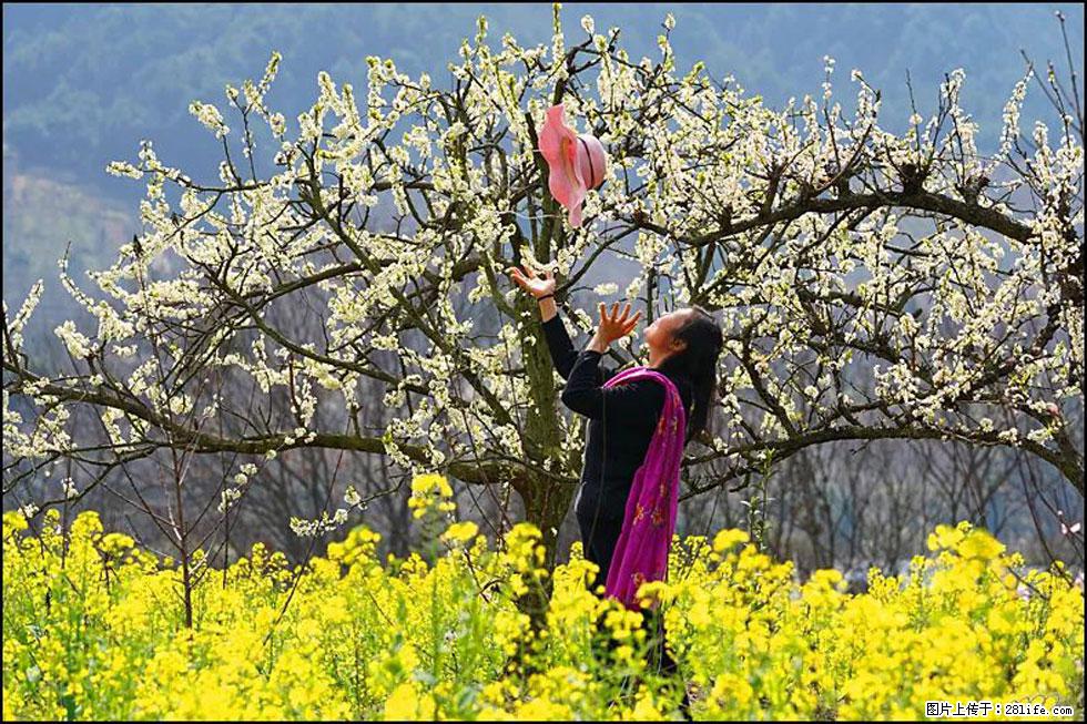 【春天,广西桂林灌阳县向您发出邀请!】长坪村油菜盛情花开 - 游山玩水 - 上饶生活社区 - 上饶28生活网 sr.28life.com