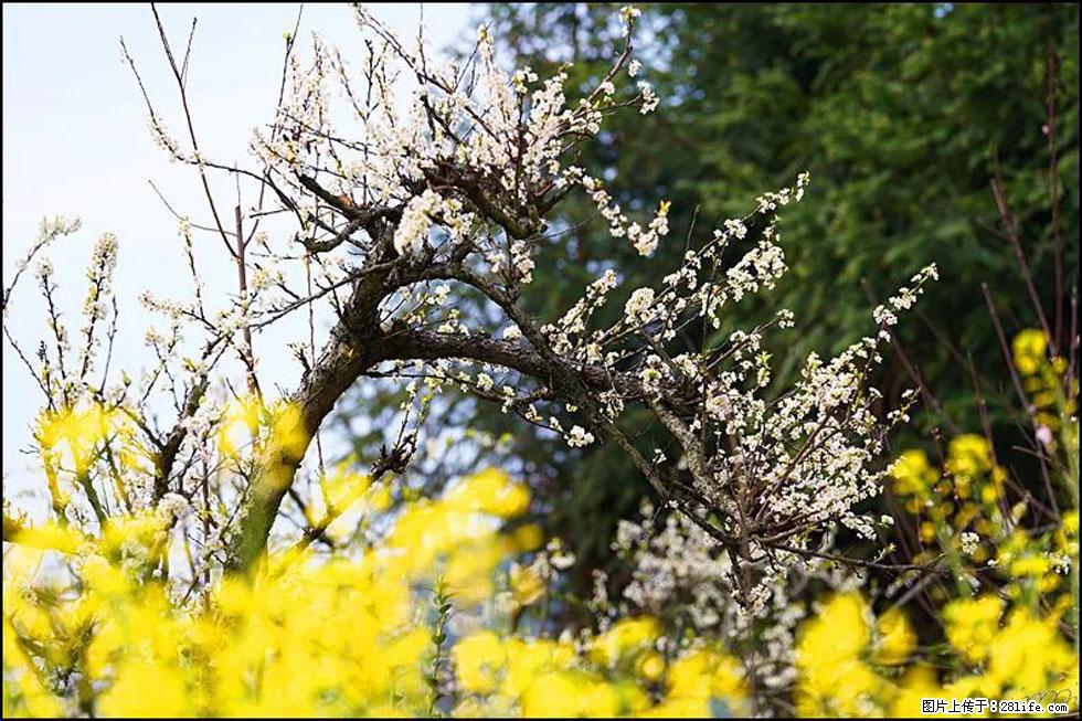 【春天,广西桂林灌阳县向您发出邀请!】长坪村油菜盛情花开 - 游山玩水 - 上饶生活社区 - 上饶28生活网 sr.28life.com