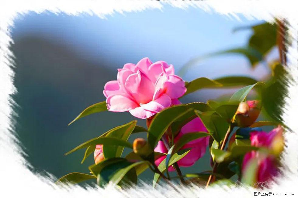 【春天，广西桂林灌阳县向您发出邀请！】杨柳井茶花惹人爱 - 游山玩水 - 上饶生活社区 - 上饶28生活网 sr.28life.com