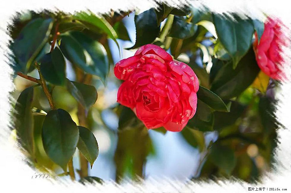 【春天，广西桂林灌阳县向您发出邀请！】杨柳井茶花惹人爱 - 游山玩水 - 上饶生活社区 - 上饶28生活网 sr.28life.com