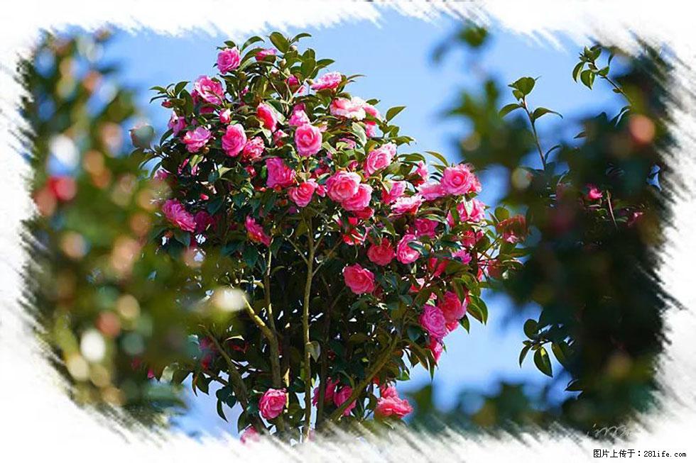 【春天，广西桂林灌阳县向您发出邀请！】杨柳井茶花惹人爱 - 游山玩水 - 上饶生活社区 - 上饶28生活网 sr.28life.com