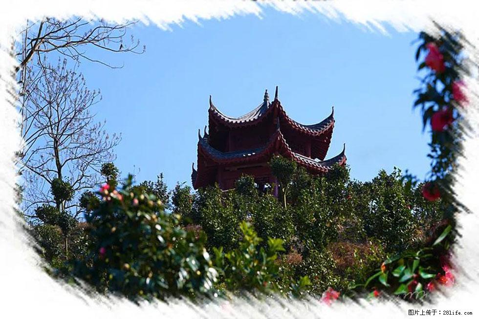 【春天，广西桂林灌阳县向您发出邀请！】杨柳井茶花惹人爱 - 游山玩水 - 上饶生活社区 - 上饶28生活网 sr.28life.com