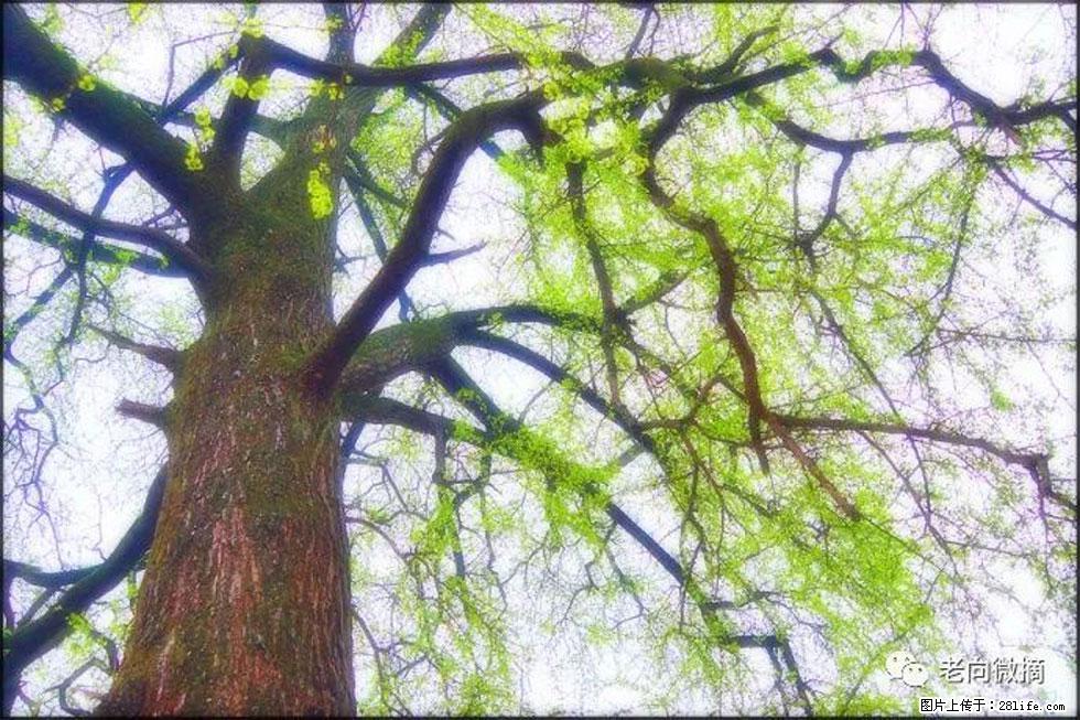 【春天,广西桂林灌阳县向您发出邀请!】在小龙村与春天约会 - 游山玩水 - 上饶生活社区 - 上饶28生活网 sr.28life.com