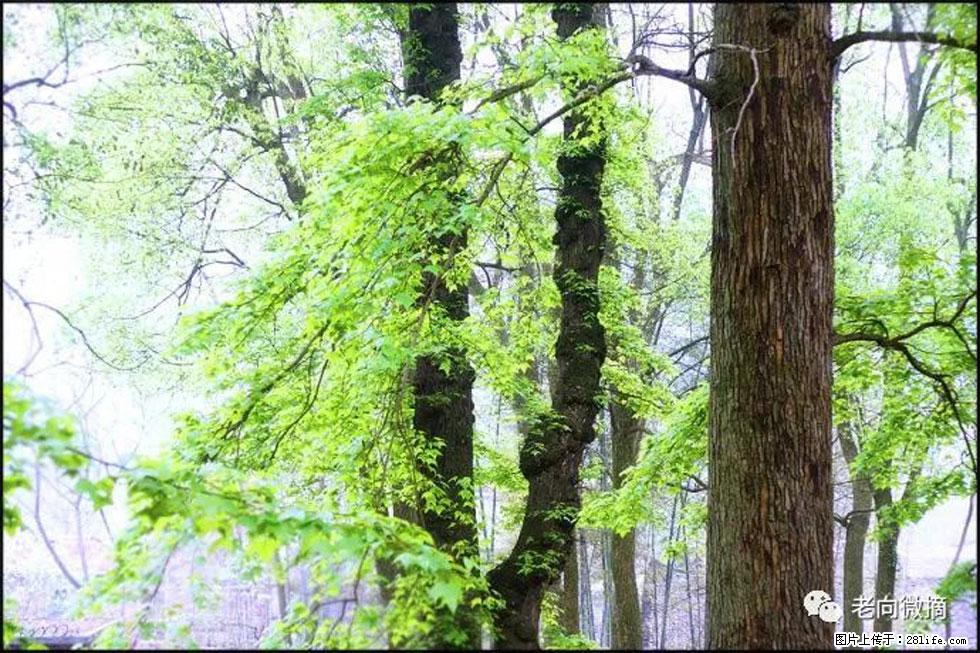 【春天,广西桂林灌阳县向您发出邀请!】在小龙村与春天约会 - 游山玩水 - 上饶生活社区 - 上饶28生活网 sr.28life.com