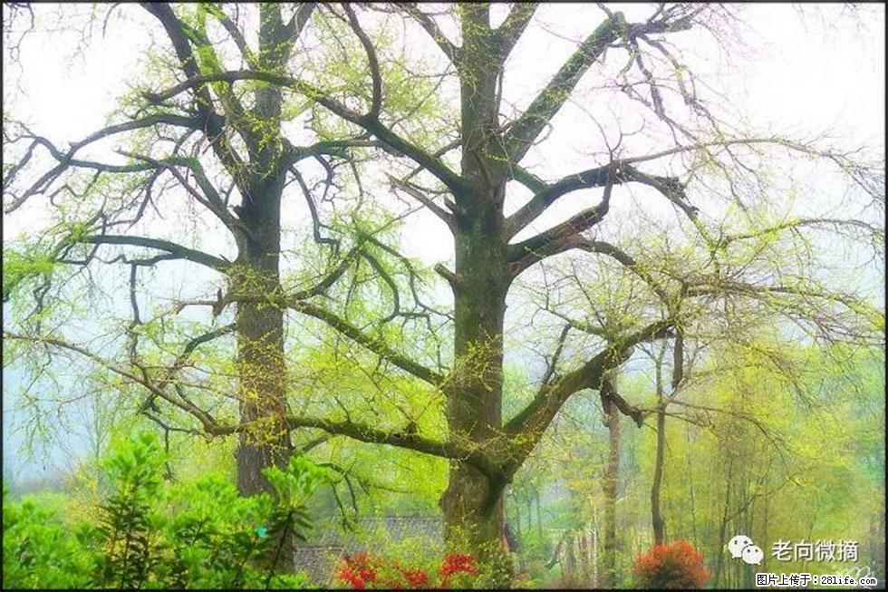 【春天,广西桂林灌阳县向您发出邀请!】在小龙村与春天约会 - 游山玩水 - 上饶生活社区 - 上饶28生活网 sr.28life.com