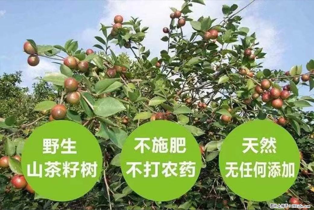 【灌阳县油茶产业示范区】一个有着充实的精神生活的人,对待身外之物自会有一种淡泊的态度 - 土特产 - 饮食特产 - 上饶分类信息 - 上饶28生活网 sr.28life.com