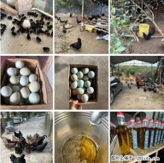 油茶园从小鸡仔开始养起的纯土鸡、土鸡蛋可以预定啦！还有前几天刚榨的纯山茶油哦 - 上饶28生活网 sr.28life.com