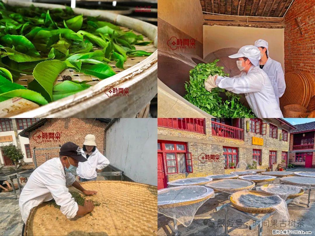 时间果百年古树龙珠普洱生茶 - 购物交流 - 上饶生活社区 - 上饶28生活网 sr.28life.com
