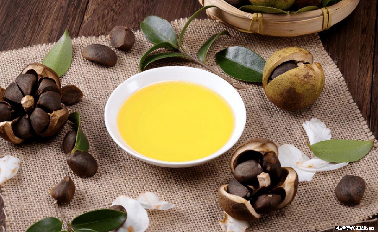 揭秘茶油的5大核心营养成分!被称为人体健康的“守护盾”! - 上饶生活资讯 - 上饶28生活网 sr.28life.com