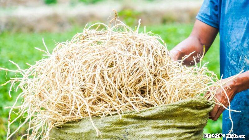 堪称“最难吃”的蔬菜,却是 “抗辐射神器”,还能护肺、清热、止咳化痰! - 上饶生活资讯 - 上饶28生活网 sr.28life.com