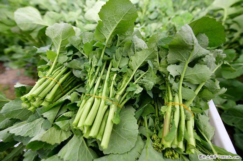 这些蔬菜是“天然钙片”，这6种被医生重点推荐 - 上饶生活资讯 - 上饶28生活网 sr.28life.com